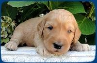 SR pups 3 wks old 29