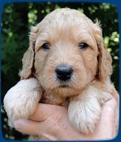 SR pups 4 wks old face2