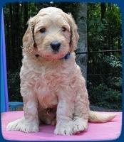 SR pups 5 wks old 2