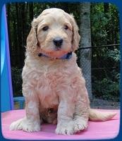 SR pups 5 wks old 3