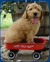 SR pups 6 wks old 11