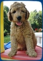 SR pups 7 wks old 20