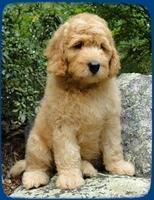 SR pups 8 wks old 46