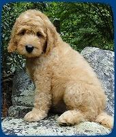 SR pups 8 wks old 47