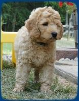 SR pups 8 wks old 57