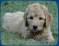 Sr pups 7 wks old 21