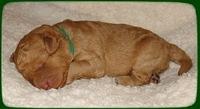 SR pups 1 wk old 21