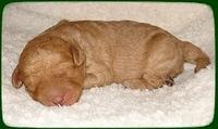 SR pups 1 wk old 22