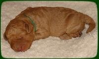 SR pups 1 wk old 23
