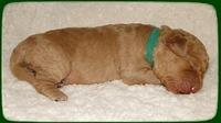 SR pups 1 wk old 24