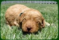 SR pups 2 wks old 5