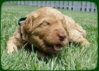 SR pups 2 wks old 6