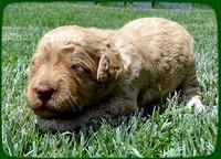 SR pups 2 wks old 9