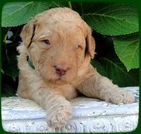 SR pups 3 wks old 16