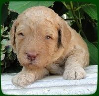 SR pups 3 wks old 17