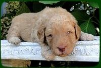 SR pups 3 wks old 18