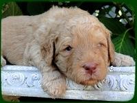 SR pups 3 wks old 19