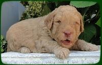 SR pups 3 wks old 20