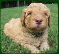 SR pups 4 wks old 2
