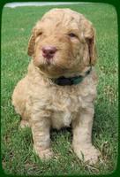 SR pups 4 wks old 4