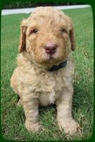 SR pups 4 wks old 5