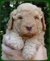 SR pups 4 wks old face 7 (2)