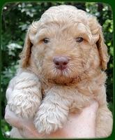 SR pups 4 wks old face 7