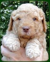 SR pups 4 wks old face 8