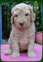 SR pups 5 wks old 13