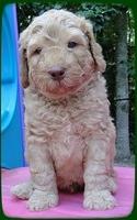 SR pups 5 wks old 14