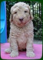 SR pups 5 wks old 15