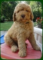 SR pups 7 wks old 17