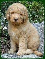 SR pups 8 wks old 2