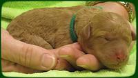 SR pups newborn 21