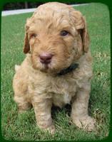 sr pups 4 wks old 3