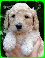SR pups 4 wks old face 11
