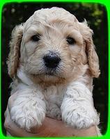 SR pups 4 wks old face 9