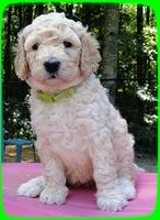 SR pups 5 wks old 7