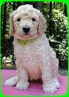 SR pups 5 wks old 8