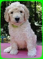 SR pups 5 wks old 9