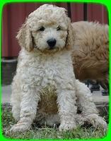 SR pups 8 wks old 65