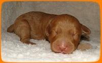 SR pups 1 wk old 5