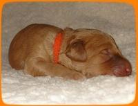 SR pups 1 wk old 7