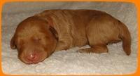 SR pups 1 wk old 8