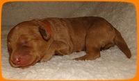 SR pups 1 wk old 9