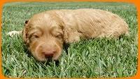 SR pups 2 wks old 33