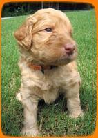 SR pups 4 wks old 29