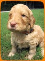 SR pups 4 wks old 32