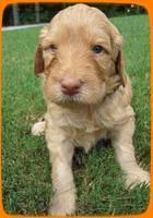 SR pups 4 wks old 33