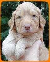 SR pups 4 wks old face 19